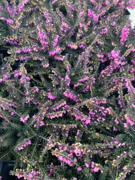An outstanding plant, now very widely planted. Erica 'Kramer's Rote' Red Heather | Plants4Home