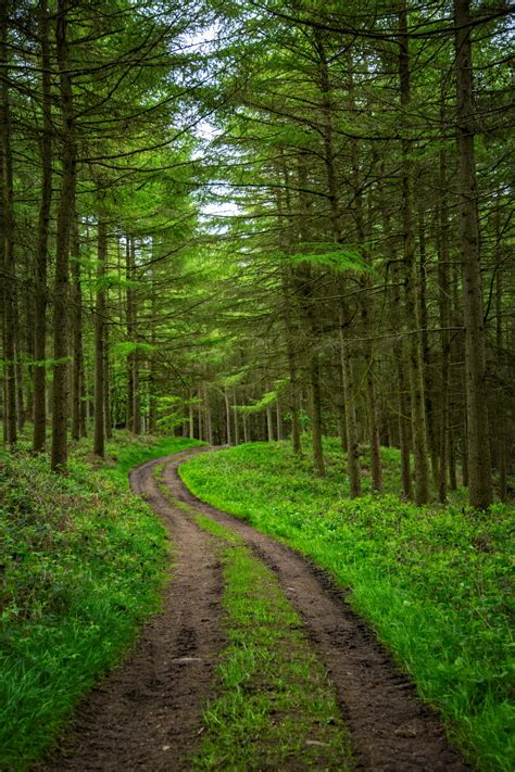 Forest Path Free Stock Photo - Public Domain Pictures