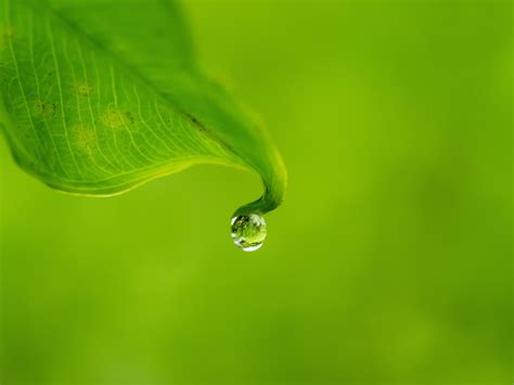 1600x1200 Resolution Green Leaf Water Drops Leaves Hd Wallpaper