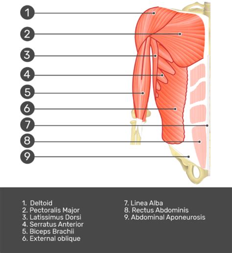 External Abdominal Oblique Muscle Getbodysmart