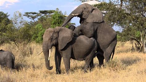 Elephants Mating Grumeti Reserve Tanzania Youtube