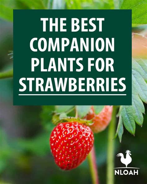 The Best Companion Plants For Strawberries New Life On A Homestead