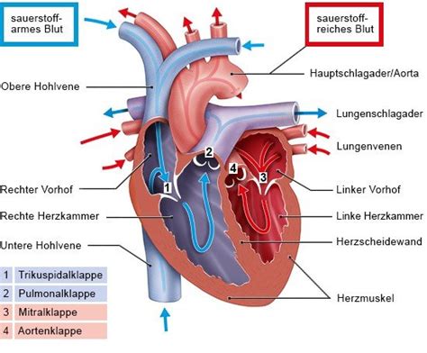 Wie Funktioniert Das Herz Gesundheitsinformationde