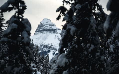 Download Wallpaper 1680x1050 Mountain Peak Snow Trees Landscape