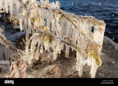 Long Icicles Hanging From Frozen Spruce Branch Stock Photo Alamy