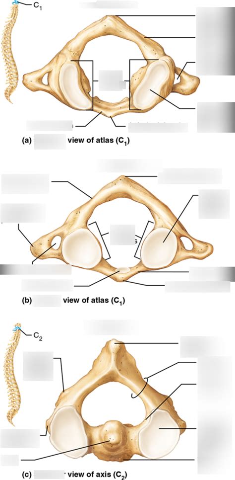 Atlas And Axis Anatomy Diagram Quizlet