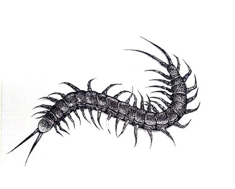 Black And White Centipede Tattoo Design