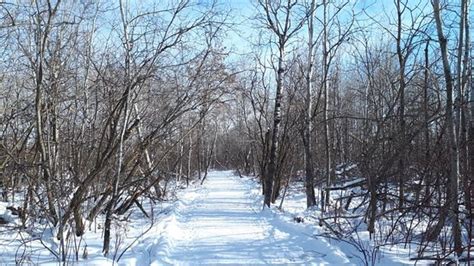 Assiniboine Forest Winnipeg 2020 All You Need To Know Before You Go