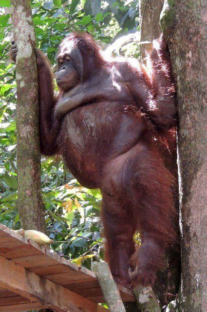 Orangutan Was Shaved Made To Wear Jewellery And Used As A