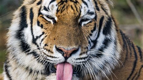 Download Wallpaper 1920x1080 Tiger Predator Big Cat Protruding