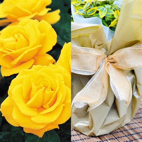 Roses Golden Wedding Rose 50th Anniversary Rose Bush T Wrapped