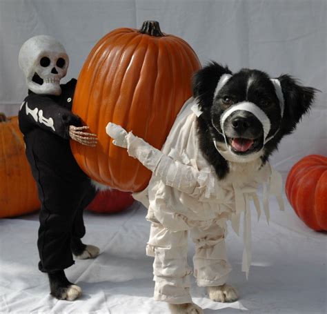 Announcing Our New Pets Category Halloween Pet Costume Contest Pet