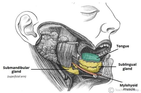 The Salivary Glands Teachmeanatomy