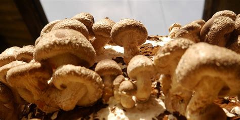 How To Grow Shiitake Mushrooms The Ultimate Guide Grocycle