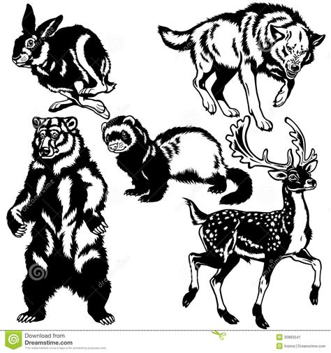 Set Of Wild European Animals Stock Vector Illustration