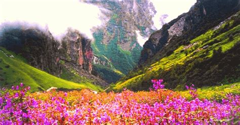 Charming Meadows Of Alpine Flowers Valley Of Flowers Uttarakhand