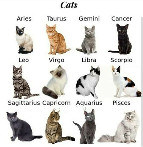 ¿quiénqué Eres Segun Tu Nombre Zodiac Signs Animals Zodiac Signs