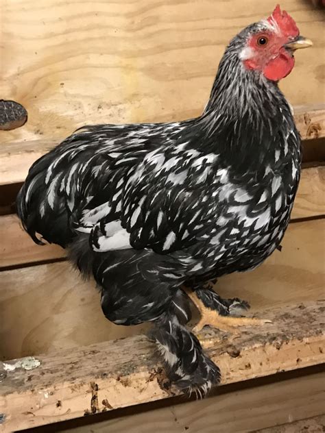 Silver Laced Wyandotte Rooster Page 2 Backyard Chickens Learn