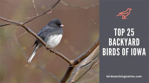 The 27 Most Common Backyard Birds In Iowa Nature Blog Network