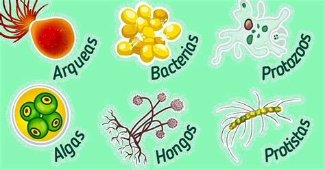 Qué Tipos De Organismos Unicelulares Existen Ideas En 5 Minutos