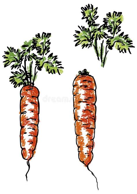 Carrot Root And Leaves Stock Vector Illustration Of Draft 18375902