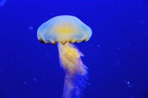 Free Images Ocean Underwater Jellyfish Blue Fish Coral