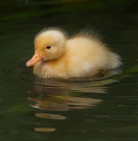 Albino Mallard Duckling By Sue Demetriou Via 500px Pet Ducks Baby