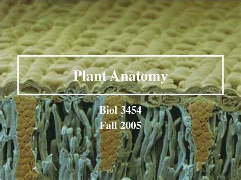 Ppt Plant Anatomy Powerpoint Presentation Free Download Id1776196