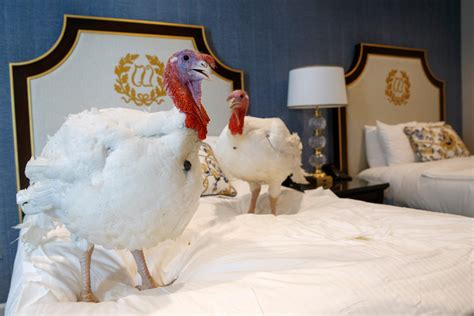 What Happens To The Pardoned Turkeys Wamu