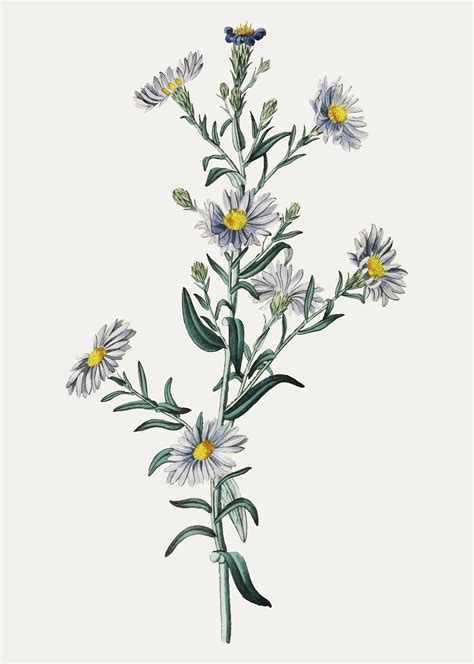 Smooth Blue Aster Download Free Vectors Clipart Graphics And Vector Art