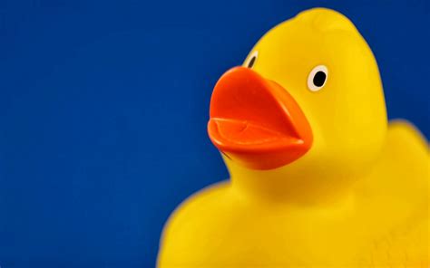 Hd Wallpapers Ducky