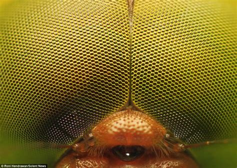 Macroscopic Photos Reveal Insects In Dazzling Detail Daily Mail Online