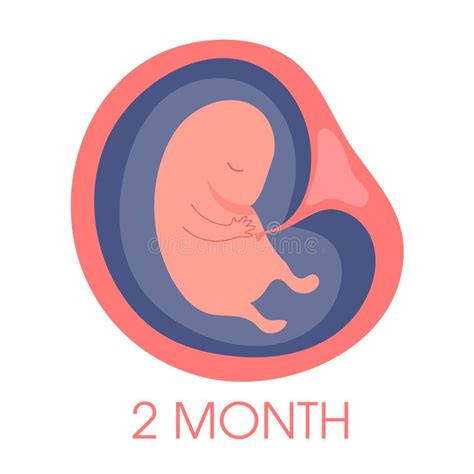 Embryo Month Stage Growth Pregnancy Fetal Development Vector Flat
