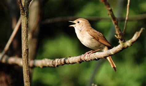 Nightingales Once Heard Never Forgotten In Inghams World Express
