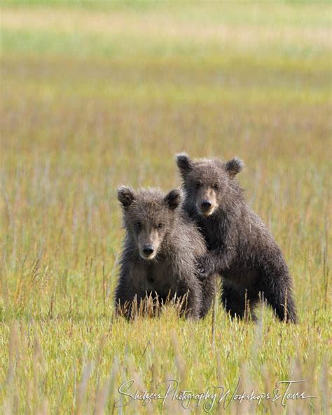 Bear Cubs Play Shetzers Photography