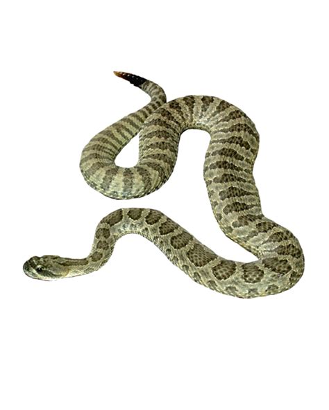 Viper Snake Png Picture Png Arts