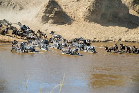7 Days Serengeti Migration Safari Nature Horizons