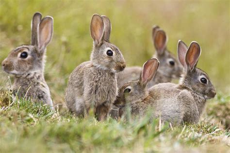 Rabbit Control Rabbit Removal Lincolnshire