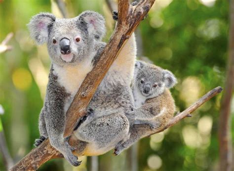 Australian Koala Bear With Cute Baby Australia Stock Photo Image Of