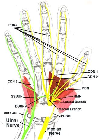 References In Injury To The Dorsal Sensory Branch Of The Ulnar Nerve In