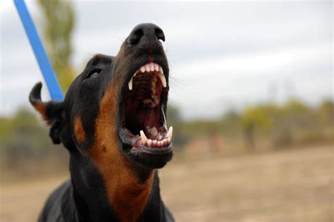 How Even Untrained Dobermans Will Protect Their Owners Doberman Planet