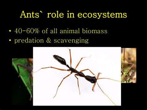 Ppt Ecology Of Ants Powerpoint Presentation Free Download Id6747446