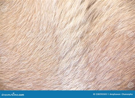 Light Brown Fur Dog With Seamless Texture Natural Line Background Stock