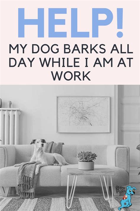 Help My Dog Barks All Day While I Am At Work In 2020