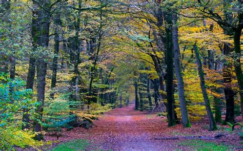 Nature Landscape Forest Colorful Path Trees Fall Leaves