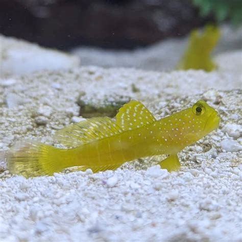 Yellow Watchman Goby Barrier Reef Aquariums