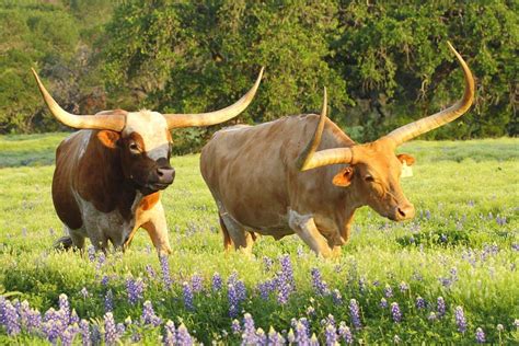 Texas Longhorn Cattle By Andrew Mcinnes Longhorn Cattle Animals