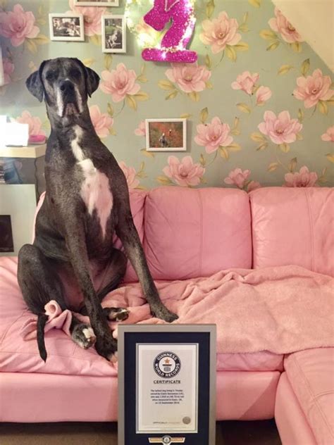 Freddy The 7 Foot Tall Great Dane Is The Tallest Dog In The World
