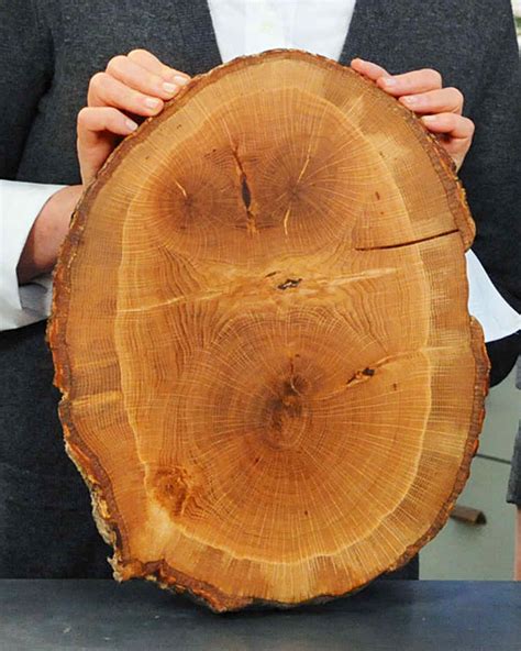 Tree Cutting Boards And Video Martha Stewart