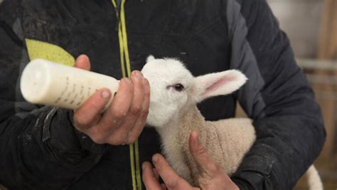 Bottle Feeding Lambs Provico Rural
